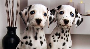 cane-dalmata