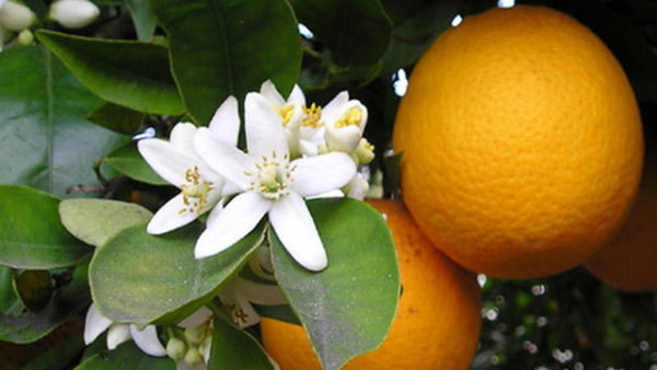 arancio fiori